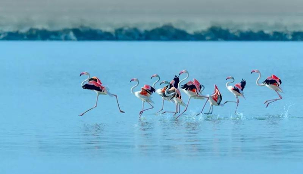 The 3rd City of Swan - Sanmenxia China International Photography Exhibition of Natural Ecology calls for photos