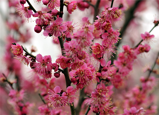 Plum in full blossom in Nanjing