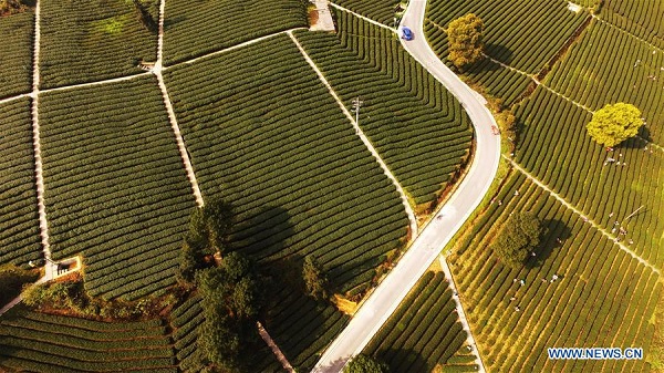 Farmers pick tea leaves at Dingxin tea garden in Chongqing