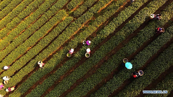 Farmers pick tea leaves at Dingxin tea garden in Chongqing