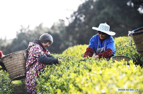 Farmers pick tea leaves at Dingxin tea garden in Chongqing