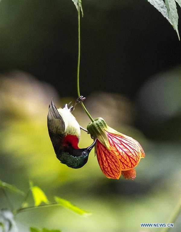 Fork-tailed sunbird flies among flowers in Chongqing