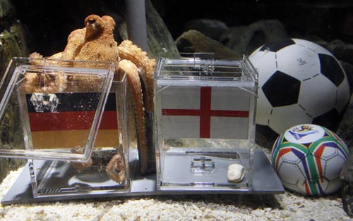 'Octopus oracle' predicts Germany's victory over Argentina