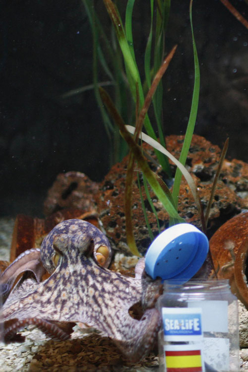 Octopus predicts Spain's win against Italy