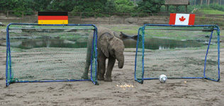 Winners and losers at the 2014 World Cup