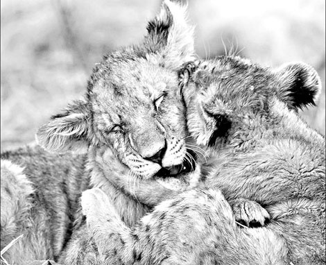 Pate and skydiving: Animals also relish pleasure and thrills