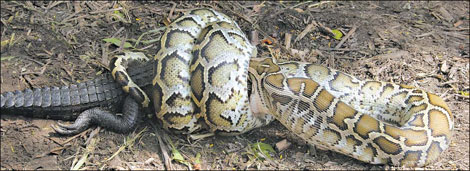 Drug ideas in a snake's gorging