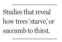 Clues to why forests die