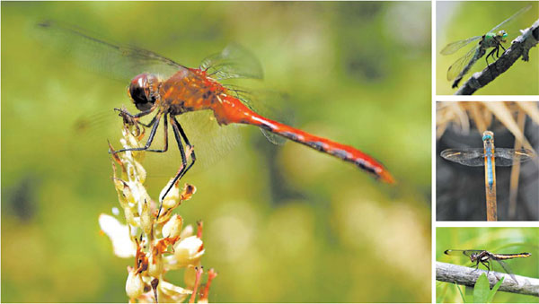 Nature's pretty, deadly drone