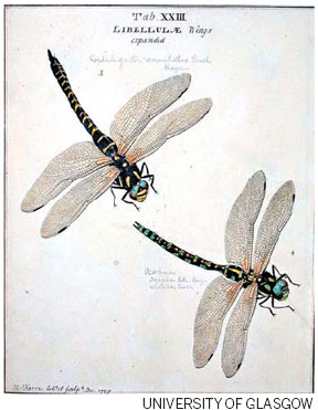 Nature's pretty, deadly drone