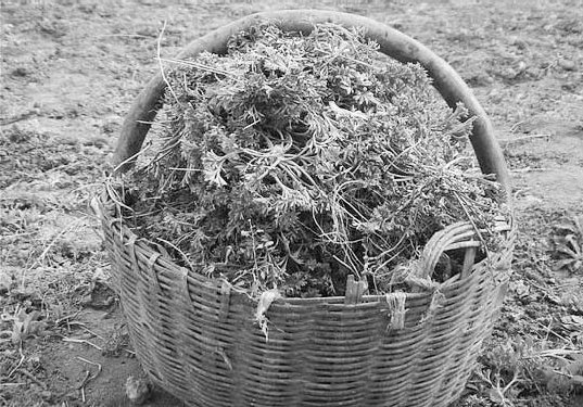 An epicurean walk on the wild side