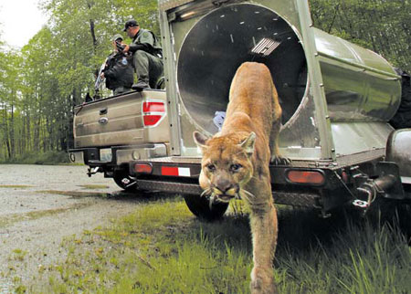 Wily killer returns in the U.S.