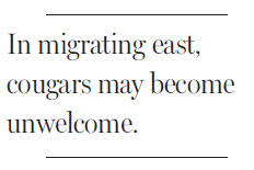 Wily killer returns in the U.S.