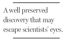 Auction for rare dinosaur pair, not museum