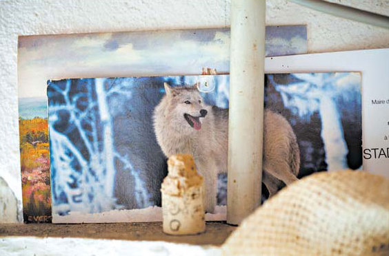 Wolves threaten a way of life