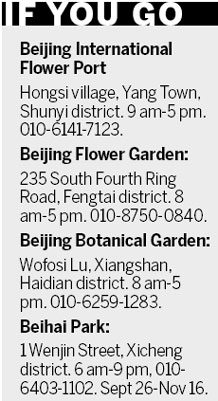 Chrysanthemum expo approaches full bloom