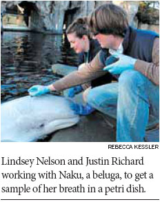 Scientists capture secrets held in a whale's breath