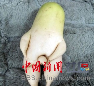 成精的蘿卜君！《大根逃亡記》爆紅