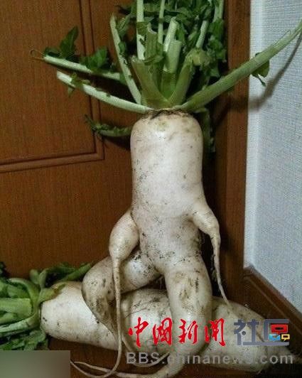 成精的蘿卜君！《大根逃亡記》爆紅