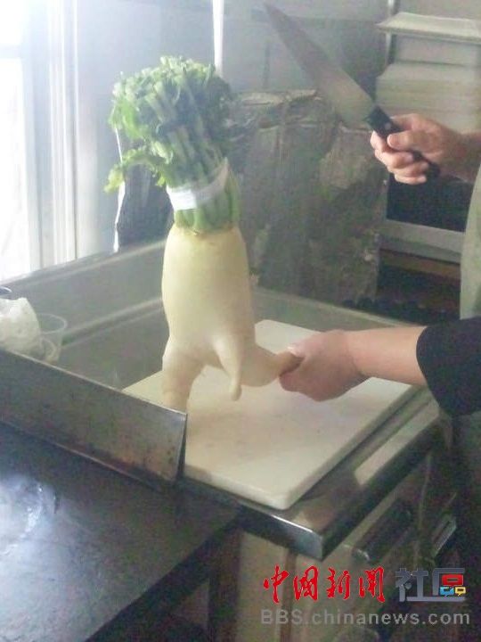 成精的蘿卜君！《大根逃亡記》爆紅