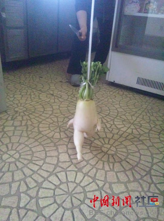 成精的蘿卜君！《大根逃亡記》爆紅