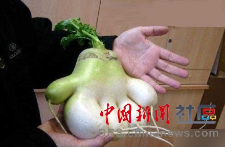 成精的蘿卜君！《大根逃亡記》爆紅