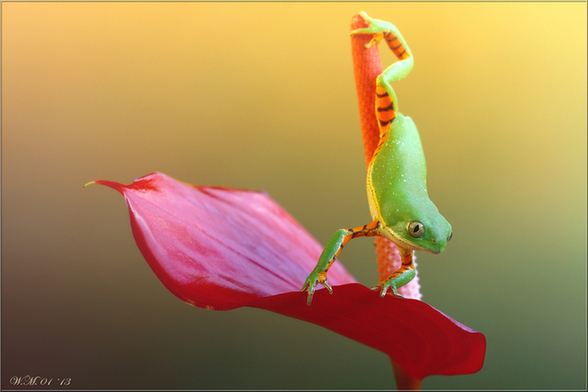 攝影師拍雨林樹蛙賣萌：眼睛通紅色彩斑斕