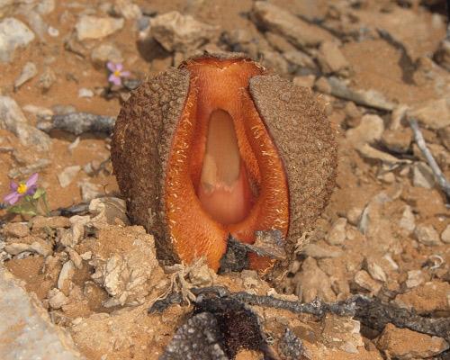 難聞！全球氣味最怪異的九種植物