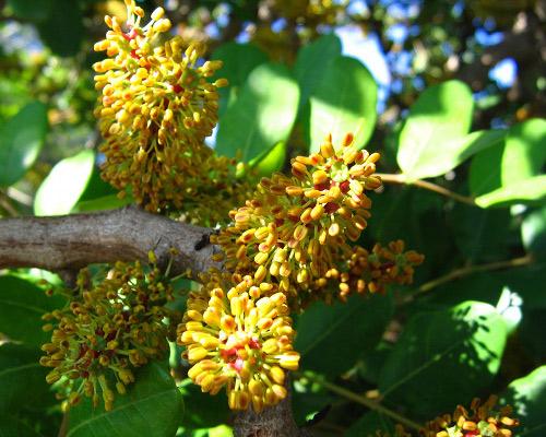 難聞！全球氣味最怪異的九種植物