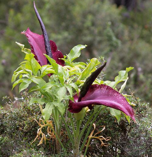 難聞！全球氣味最怪異的九種植物