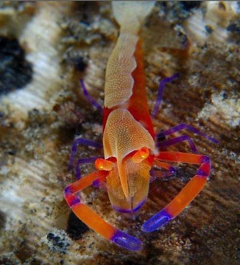 地球十二種“活化石” 數(shù)百萬(wàn)年幾乎未進(jìn)化(圖)