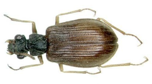 地球十二種“活化石” 數百萬年幾乎未進化(圖)