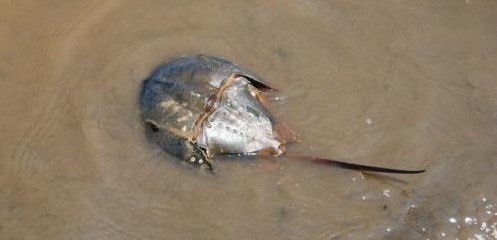 地球十二種“活化石” 數百萬年幾乎未進化(圖)