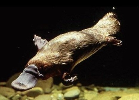 地球十二種“活化石” 數百萬年幾乎未進化(圖)