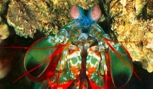 地球十二種“活化石” 數百萬年幾乎未進化(圖)