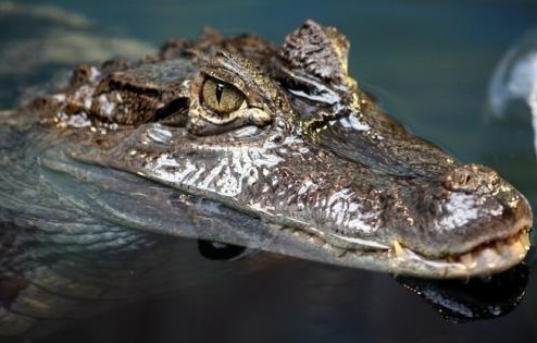 地球十二種“活化石” 數百萬年幾乎未進化(圖)