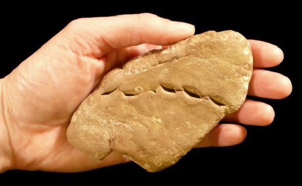 盤(pán)點(diǎn)全球八大珍貴化石：被壓扁的侏羅紀(jì)蜘蛛化石