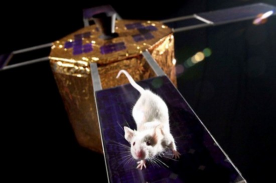 盤點進入太空的動物宇航員：部分英勇殉職(圖)