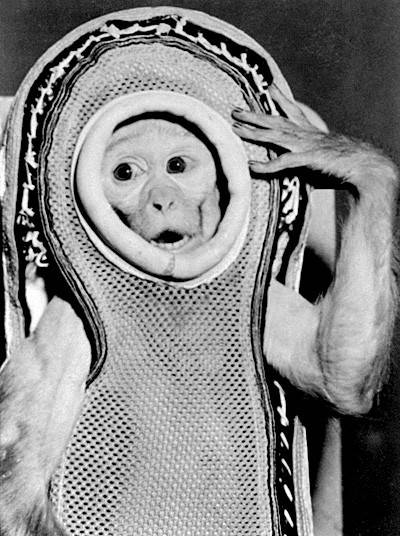 盤點進(jìn)入太空的動物宇航員：部分英勇殉職(圖)