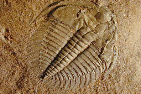 地球歷史上5次物種大滅絕:終結(jié)恐龍時(shí)代