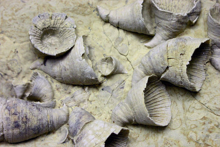 地球歷史上5次物種大滅絕:終結(jié)恐龍時代