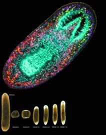 人體也能無限再生嗎 存在倫理風(fēng)險(xiǎn)(圖)