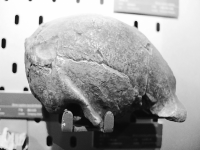 科學家親身經歷:“北京人”頭蓋骨失蹤之前