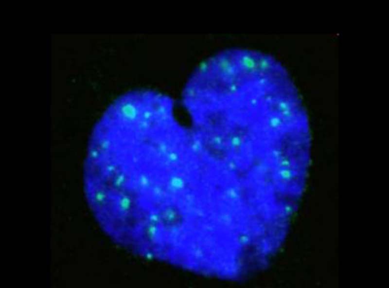 老鼠心臟醫學圖像變身絕美藝術品(高清)