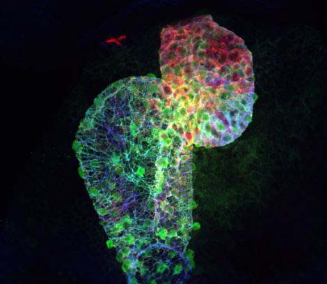 老鼠心臟醫學圖像變身絕美藝術品(高清)