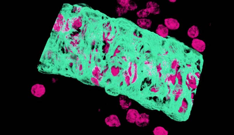 老鼠心臟醫學圖像變身絕美藝術品(高清)