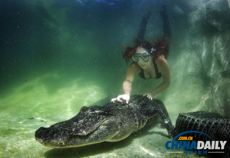 美女與野獸!妙齡女子每天與鱷魚(yú)搏斗(高清)