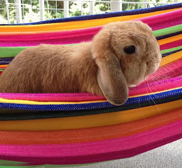 網上爆紅的超萌兔子兄弟(組圖)