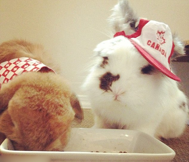 網上爆紅的超萌兔子兄弟(組圖)