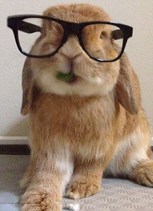 網(wǎng)上爆紅的超萌兔子兄弟(組圖)